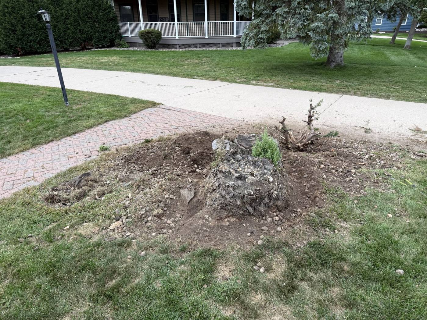 Old stump and roots surrounded by dirt and rocks next to a walkway