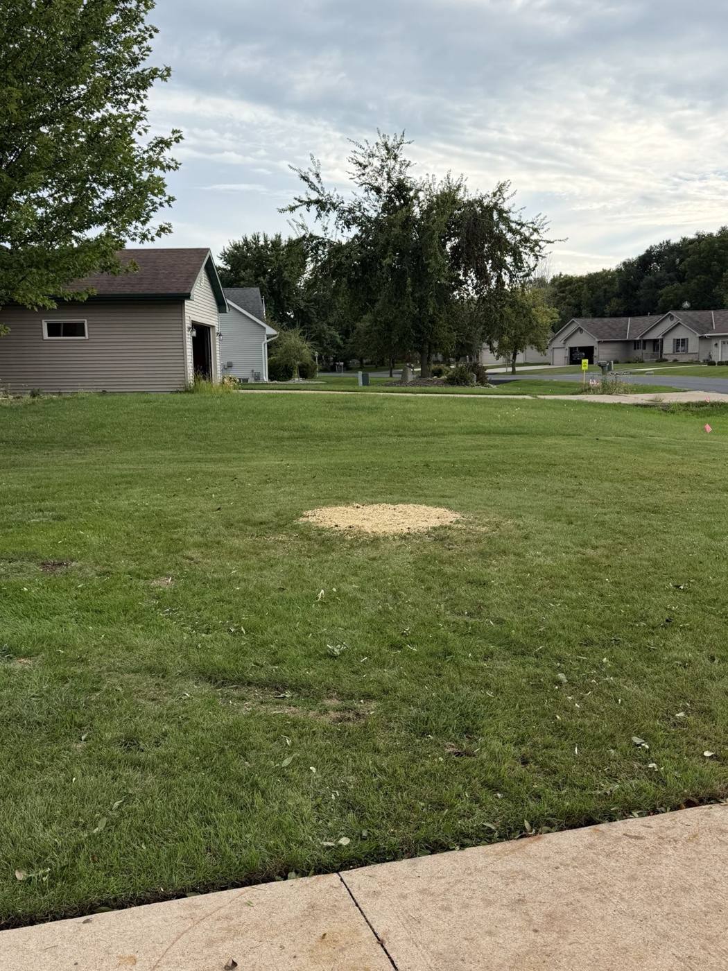 Open lawn where the tree stood, stump ground flat