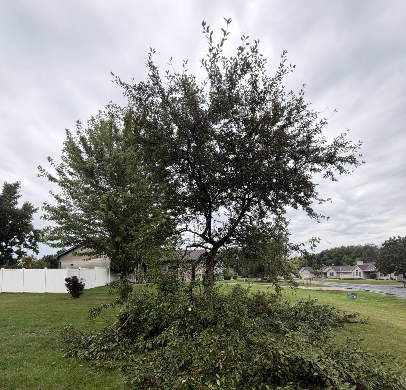 Overgrown tree with cut branches piled underneath